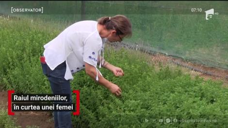 Raiul mirodeniilor, în curtea unei femei din Arad