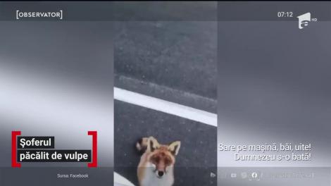 Șoferul păcălit de vulpe