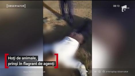 Hoți de animale, prinși în flagrant de oamenii legii