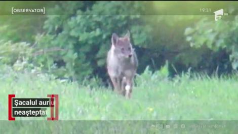 Șacalul auriu, apariție neașteptată în Moldova