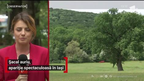 Șacal auriu, apariție spectaculoasă în Iași