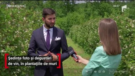 Ședinţe foto și degustări de vin, în plantațiile de muri