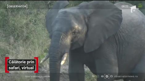 Călătorie prin safari, virtual