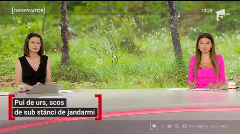 Pui de urs, scos de sub stânci de jandarmi