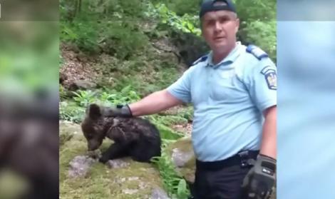 Pui de urs, plin de răni, scos de sub stânci de jandarmi. Imagini emoționante cu animalul, imediat după salvare - VIDEO