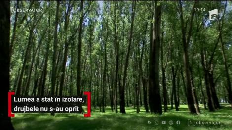 Drujbele nu stau departe de pădurile României nici în pandemie. Doar în Dolj, trei hectare de pădure au fost puse la pământ