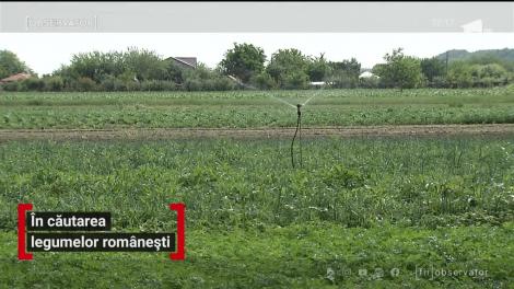 În căutarea legumelor românești. Ce recomandă chef Scărlătescu pentru o salată delicioasă făcută acasă