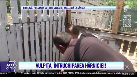 Tu vrei să îi cunoști, ei te ajută la treabă! Vulpiţa şi Viorel s-au întrecut în munci, în gospodăria unor fani! Nu rata o competiţie explozivă!