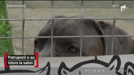 Frizeriile canine nu mai fac faţă programărilor, odată cu ieşirea din starea de urgenţă. Rezervări există până în luna august