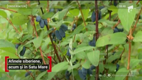 Afinele siberiene, acum și în Satu Mare