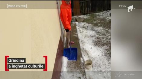 După secetă, agricultura a fost lovită de grindină. Mii de hectare de porumb şi floarea soarelui au fost distruse