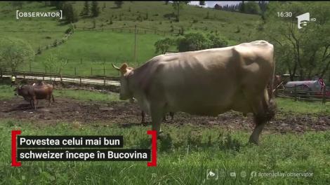 Povestea celui mai bun schweizer începe în Bucovina