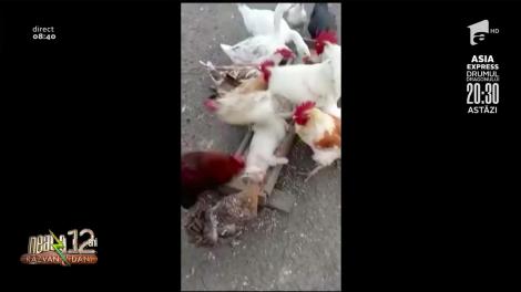 Smiley News: Relaxare la nivel înalt pentru o pisică și câteva găini