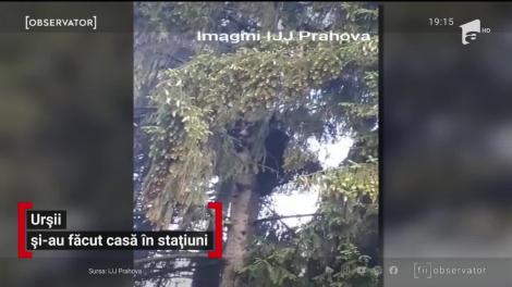 Urşii și-au făcut casă în stațiuni