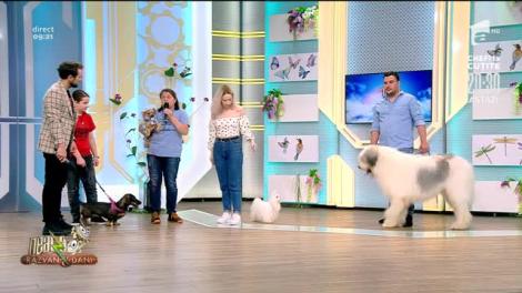 Brândușa Gheorghiu, despre creșterea responsabilă a câinilor