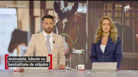 Imagini şocante surprinse în Suceava. Doi bărbaţi au bătut, cu bestialitate, un cal