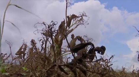 Seceta severă distruge culturile