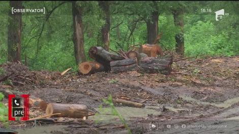 Transportatorii de lemne au spart stâncile din Cheile Sohodolului să facă loc camioanelor încărcate cu busteni