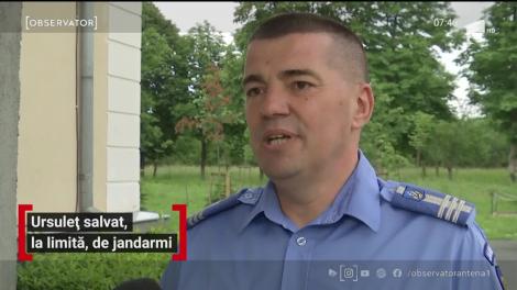 Ursuleț salvat, la limită, de jandarmii din Brașov