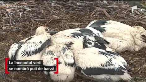 La începutul verii se numără puii de barză