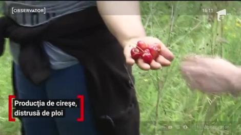 Producția de cireșe, distrusă de ploi