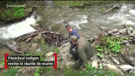 Păstrăvul indigen revine în râurile de munte