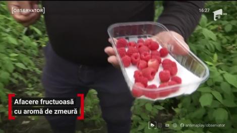 Zmeura a început să se coacă, iar recoltarea este în toi