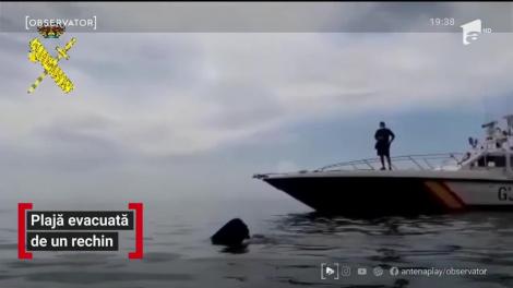 Plajă din Croaţia evacuată din cauza unui rechin