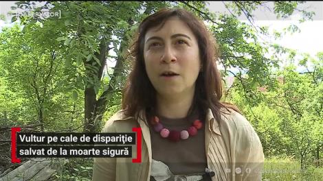 Vulturul pe cale de dispariție a fost salvat de la moarte sigură