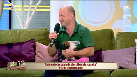 Animalele de companie și accidentele "casnice"! Sfaturi și recomandări