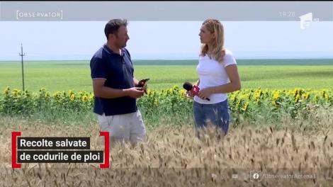 Recoltele din țară, salvate de codurile de ploi