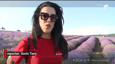 Lanul de lavandă, decorul perfect pentru poze