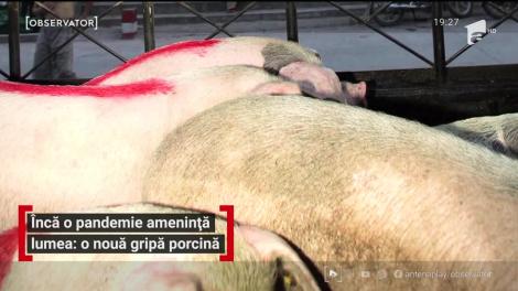 O nouă pandemie ameninţă lumea: gripa porcină