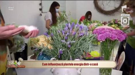 Cum influențează plantele energia dintr-o casă