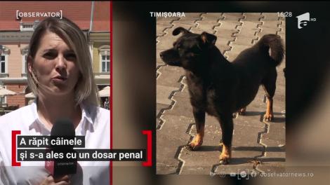 La Timişoara, un bărbat a furat câinele oamenilor în casa cărora locuia cu chirie