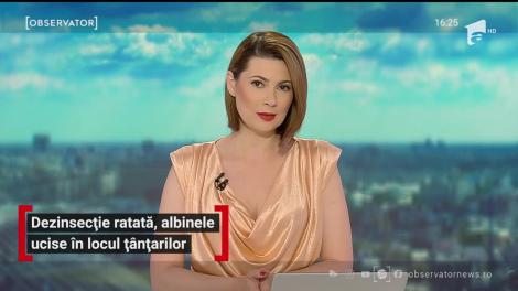 Dezinsecție ratată la Deva, albinele ucise în locul țânțarilor