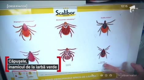 Căpușele, inamicul de la iarba verde