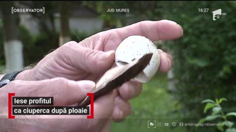 Ploile au umplut pădurile cu ciuperci. Specialiştii recomandă să nu le consumaţi decât dacă provin dintr-o sursă sigură