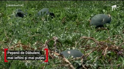 Pepenii de Dăbuleni au luat drumul pieţelor. Efectele grindinei taie însă din profiturile producătorilor