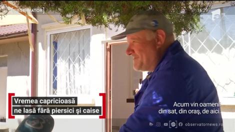 Vremea capricioasă ne lasă fară piersici și caise