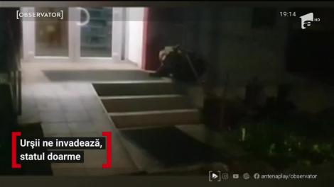 Urșii ne invadează orașele, iar statul nu rezolvă problema