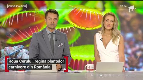 Roua Cerului, regina plantelor carnivore din România