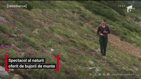 O floare rară a apărut în Parcul Naţional Călimani! Spectacolul naturii ar putea aduce amenzi usturătoare turiștilor neatenți
