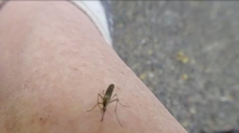 Înțepătura țânțarilor, pericol de sezon! Metoda ingenioasă, la îndemâna oricui, pentru a scăpa de pișcături