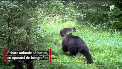 În Parcul Grădiştea Muncelului, din Hunedoara, animalele sălbatice stau ca la paradă şi strălucesc în faţa aparatelor de fotografiat