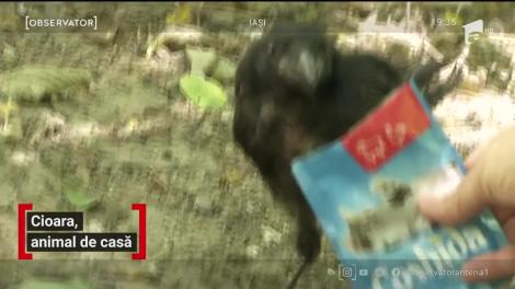 O cioară este animal de companie pentru o femeie din Iaşi