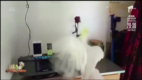 Smiley News: O limbă străină te scoate din foame! Un papagal a învățat să latre