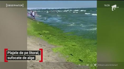 Plajele de pe litoral, sufocate de alge