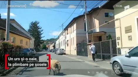 Un urs și o oaie, la plimbare pe șosele