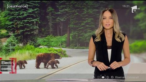 Înţelegere, pace şi garduri electrice. Soluţiile pe care le propune ministrul Mediului la problema urşilor